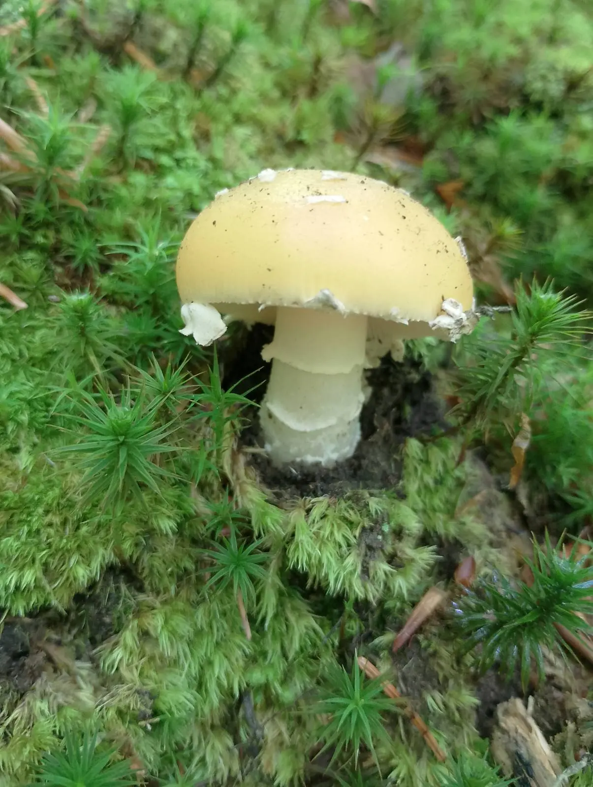 Gljivarsko društvo Smrčak (6) Gljivarsko društvo Smrčak (6)