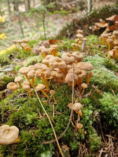 Gljivarsko društvo Smrčak (7) Gljivarsko društvo Smrčak (7)