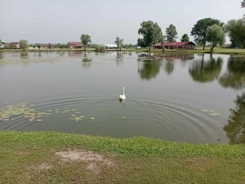 Goričan – labud (1)