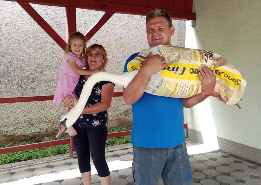 Goričan – labud (2)