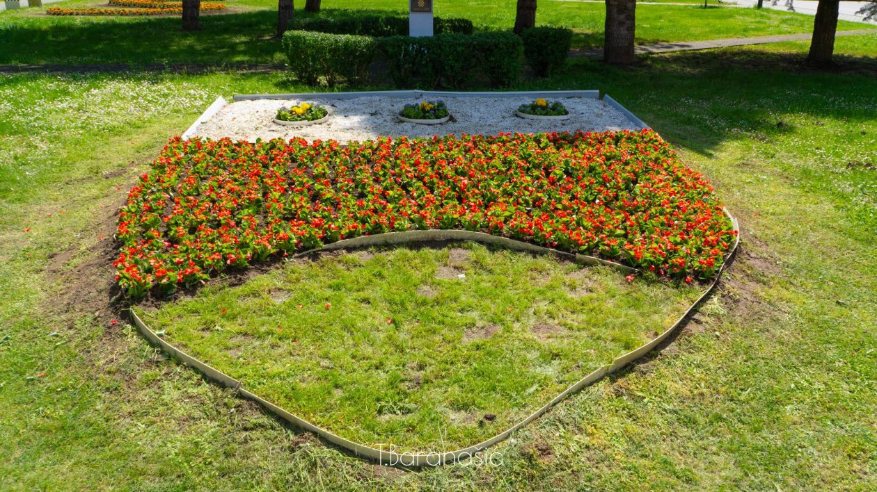Goričan sadnice T Baranašić (10)