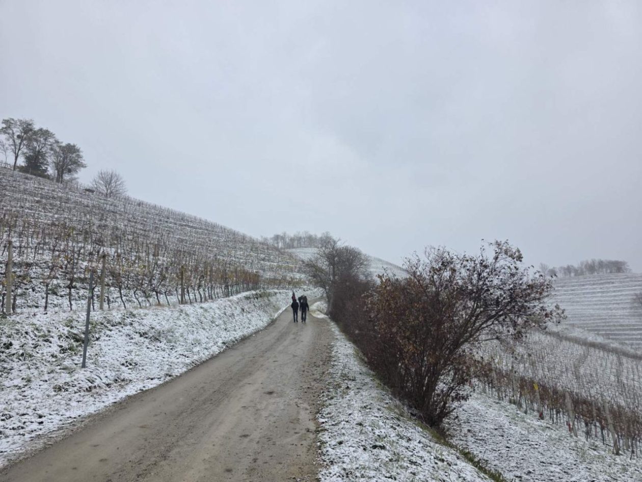 Gornje Međimurje, snijeg, pahulje 2025 zima (21)