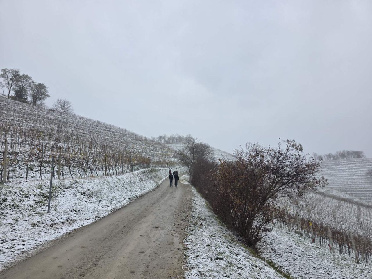 Gornje Međimurje, snijeg, pahulje 2025 zima (21)