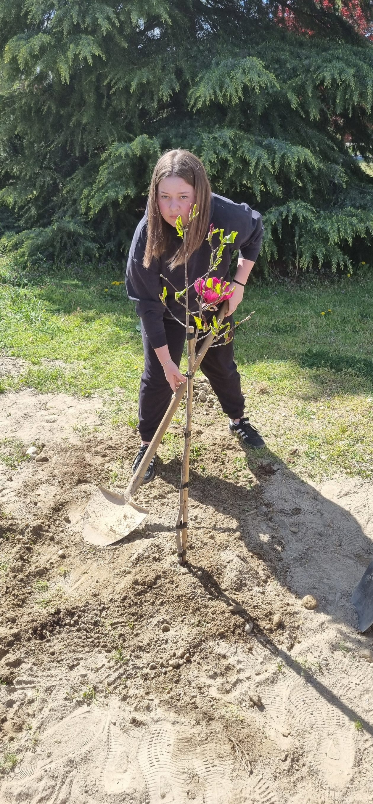 Gospodarska škola Čakovec sadnja stabla (2)