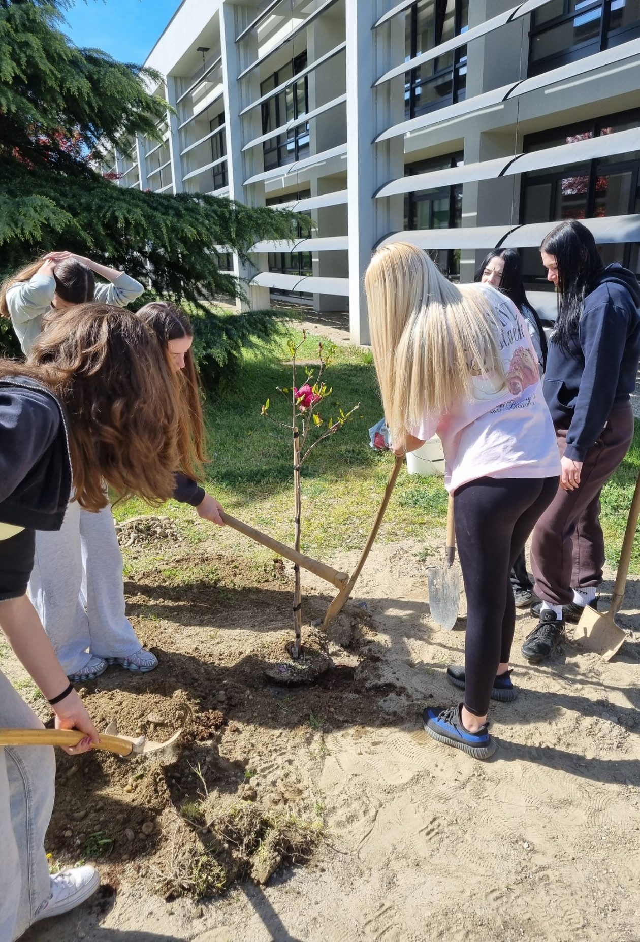 Gospodarska škola Čakovec sadnja stabla (3)