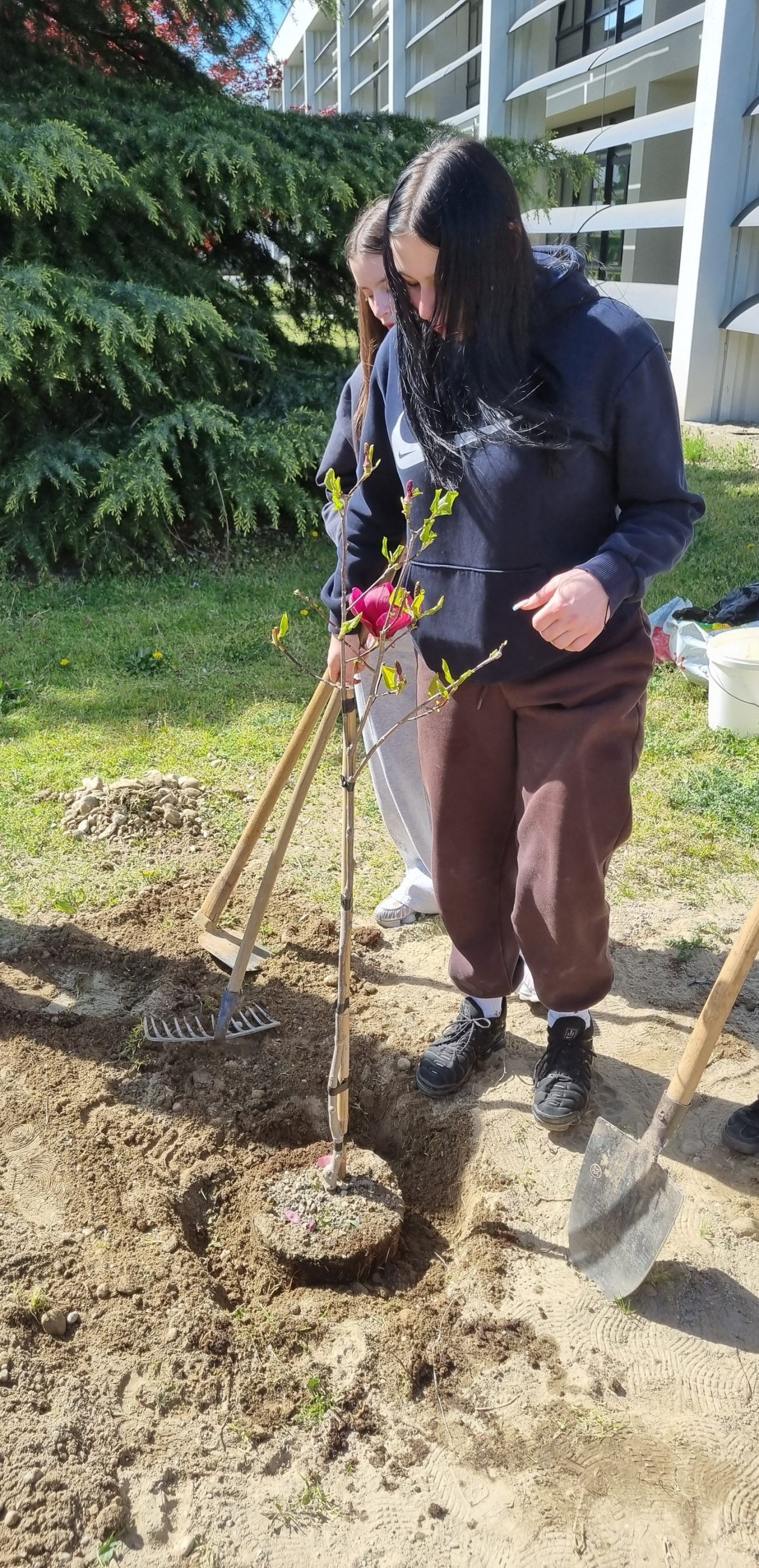 Gospodarska škola Čakovec sadnja stabla (4)