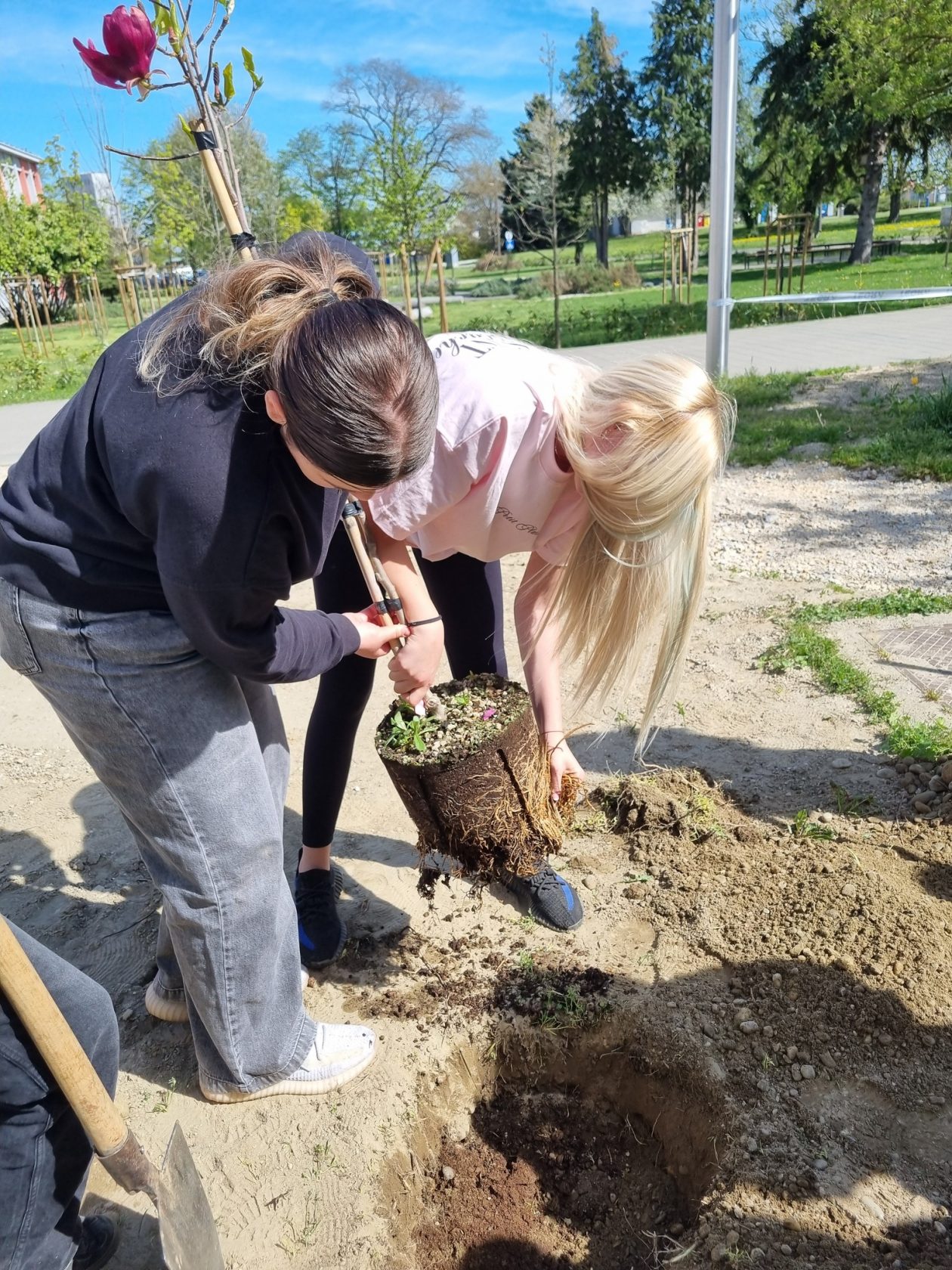 Gospodarska škola Čakovec sadnja stabla (6)