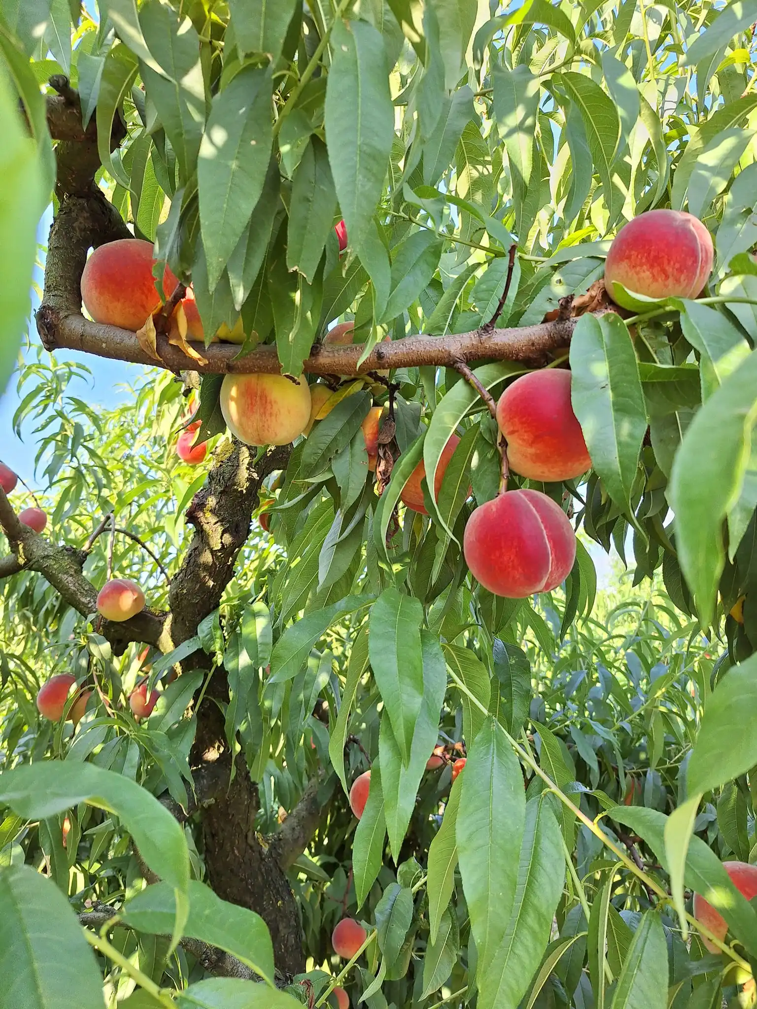 Gospodarska škola čakovec (3)