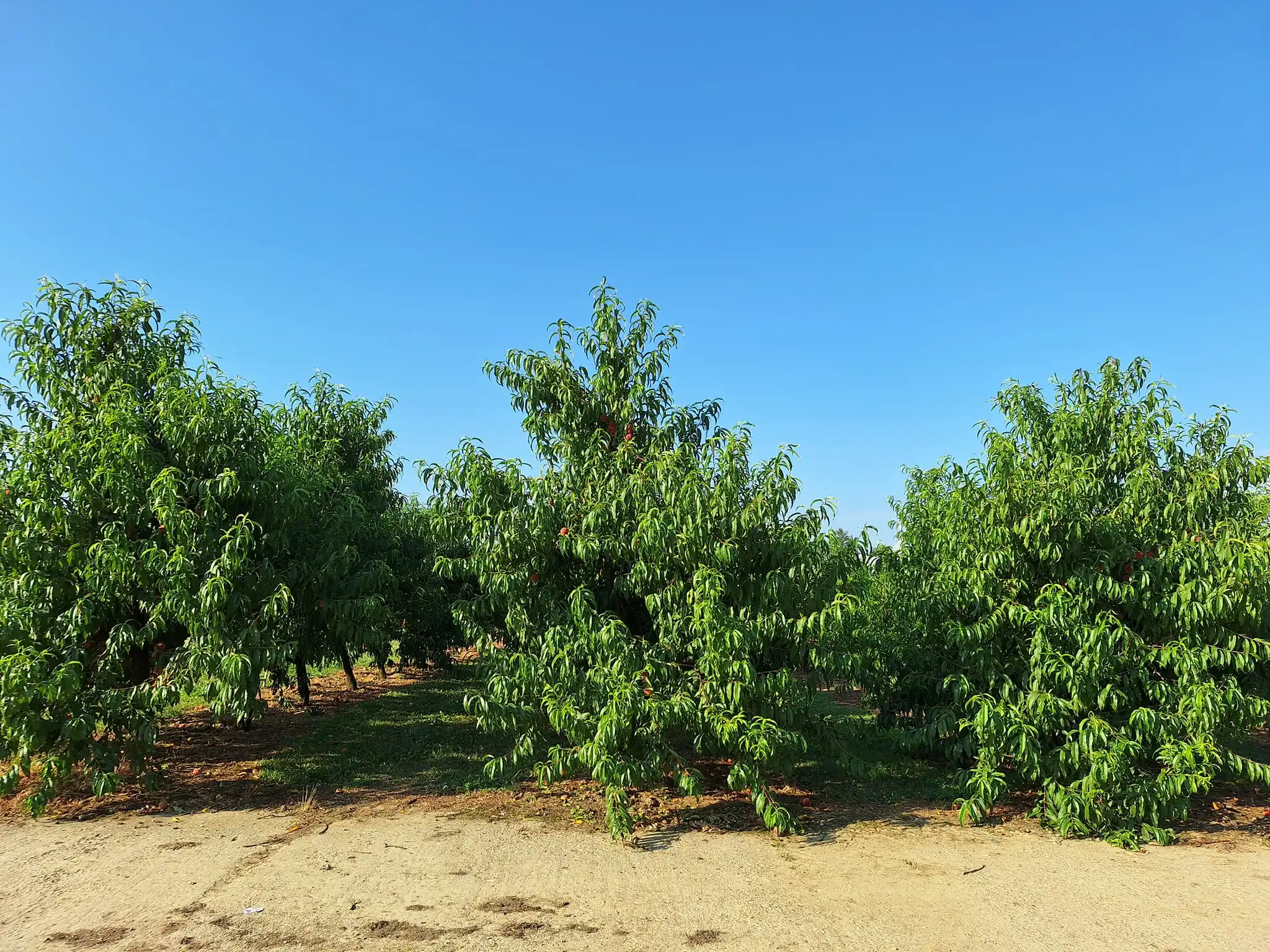 Gospodarska škola čakovec (4)