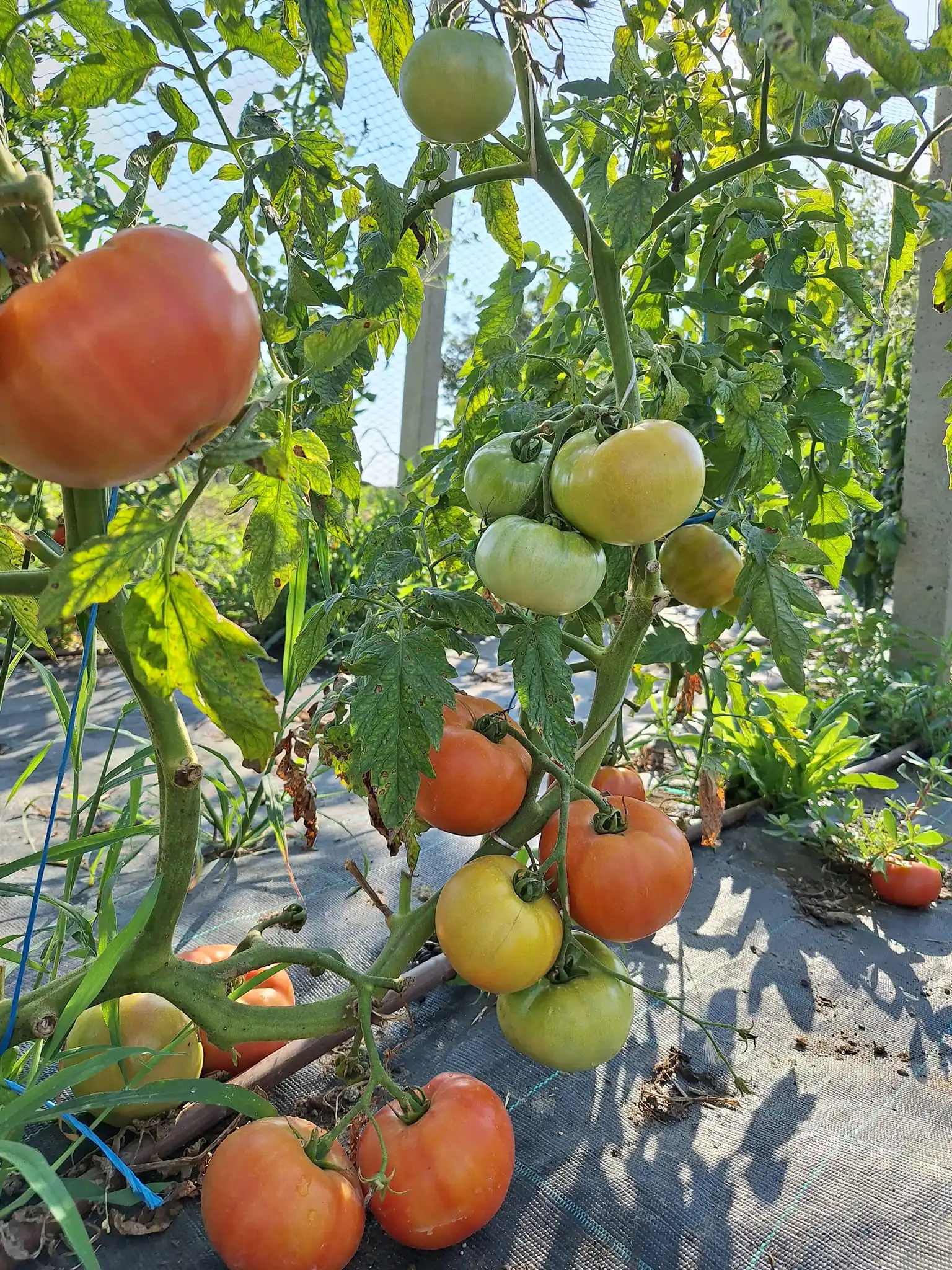 Gospodarska škola čakovec (5)