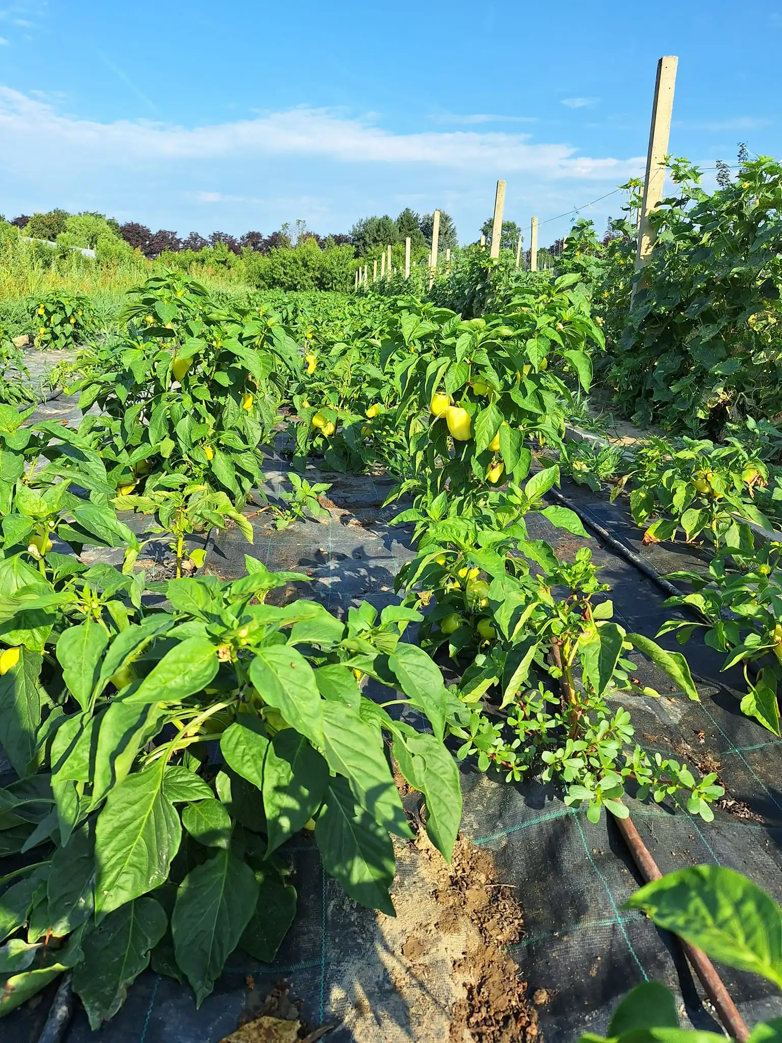 Gospodarska škola čakovec (6)