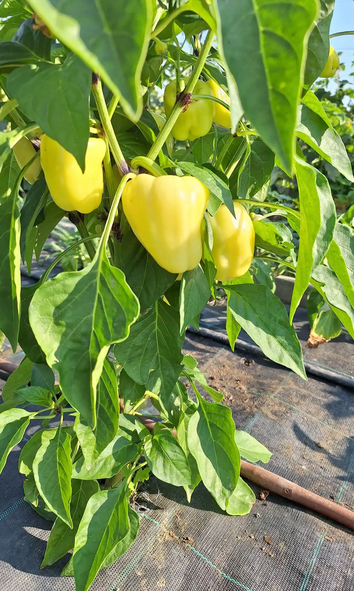 Gospodarska škola čakovec (8)