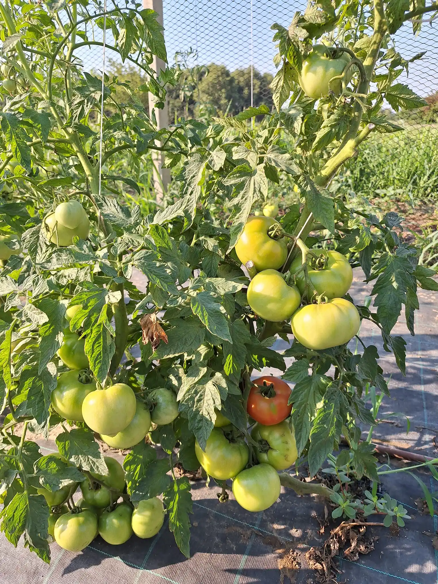 Gospodarska škola čakovec (9)