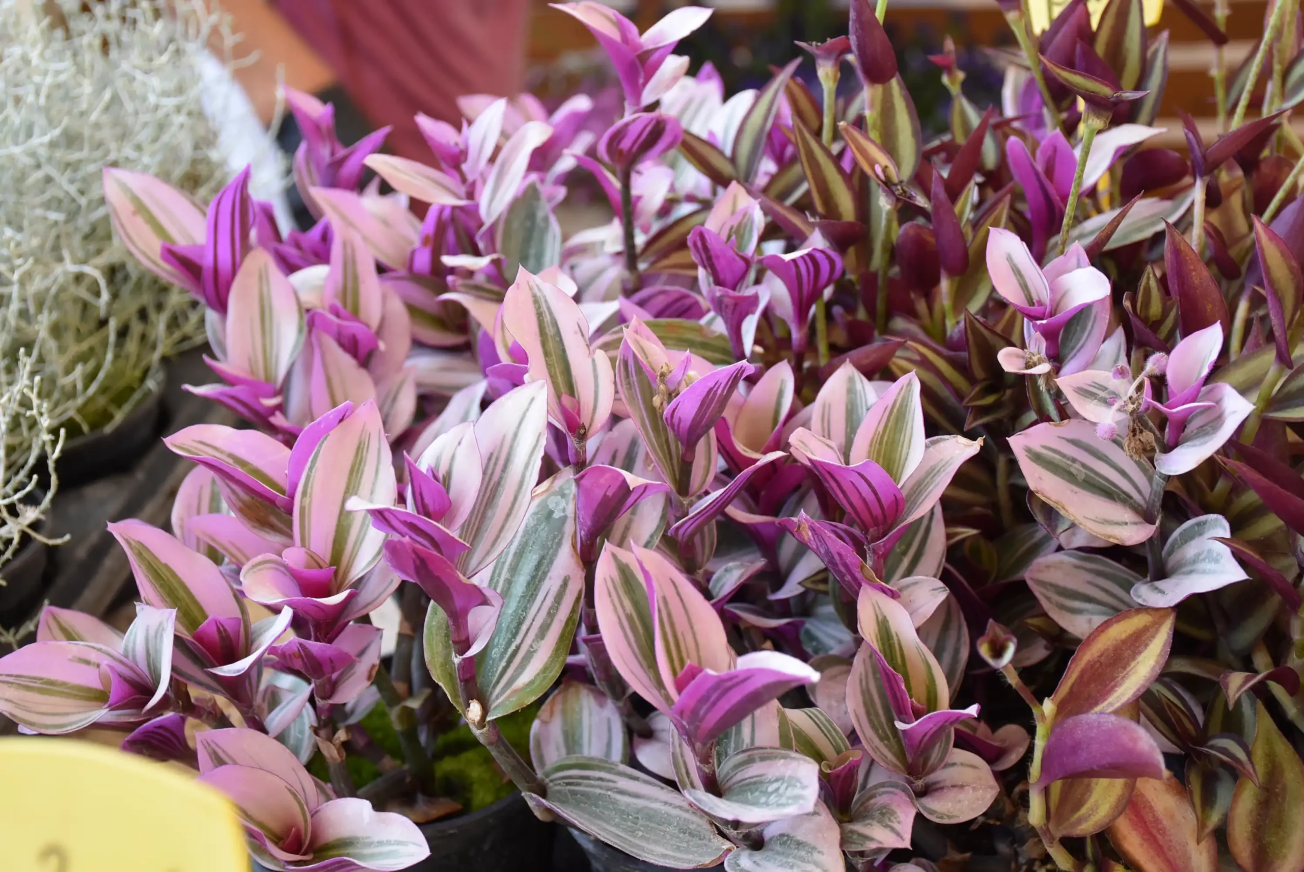 Gradska tržnica 23. kolovoz (16)