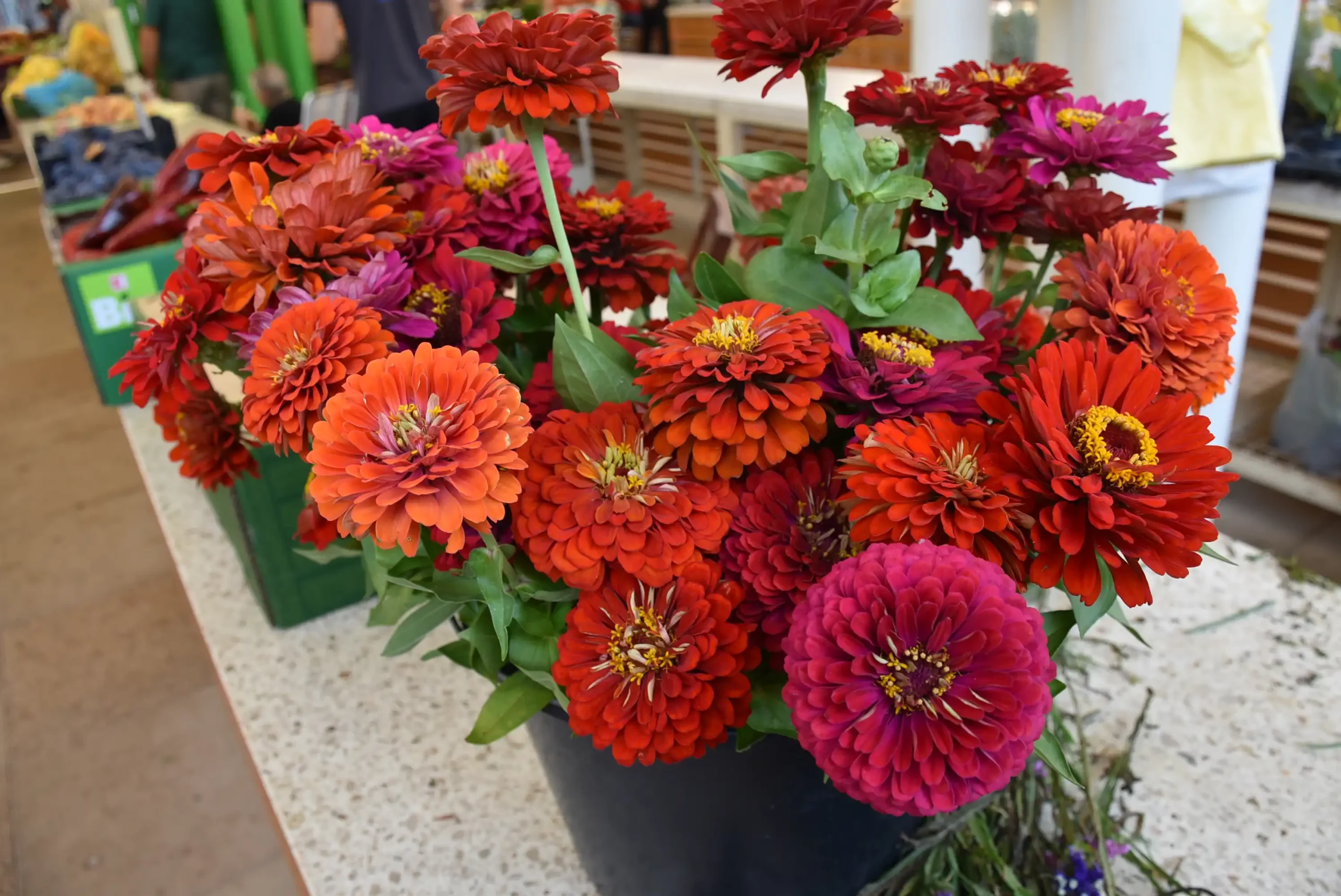 Gradska tržnica 23. kolovoz (18)