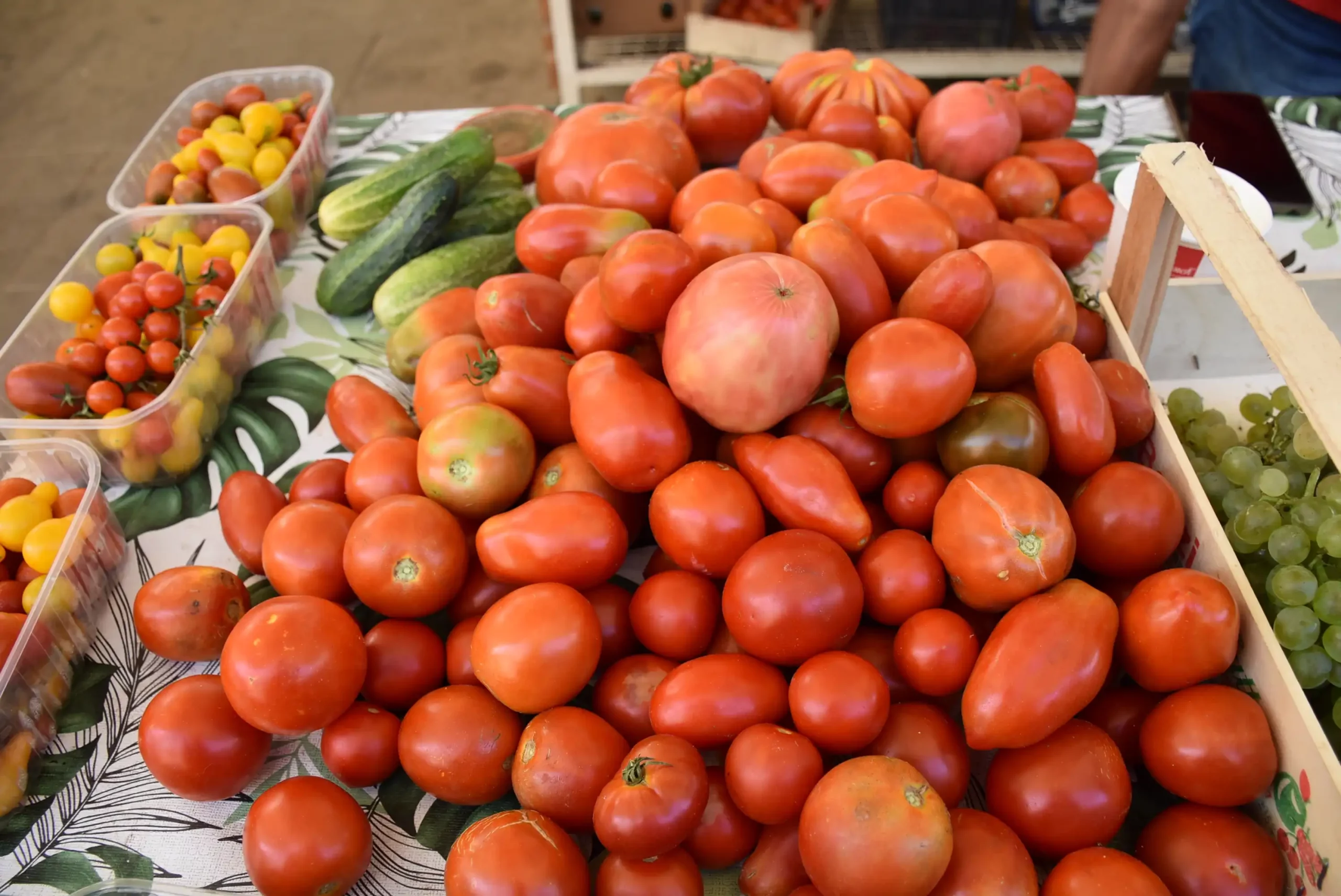 Gradska tržnica 23. kolovoz (26) rajčica