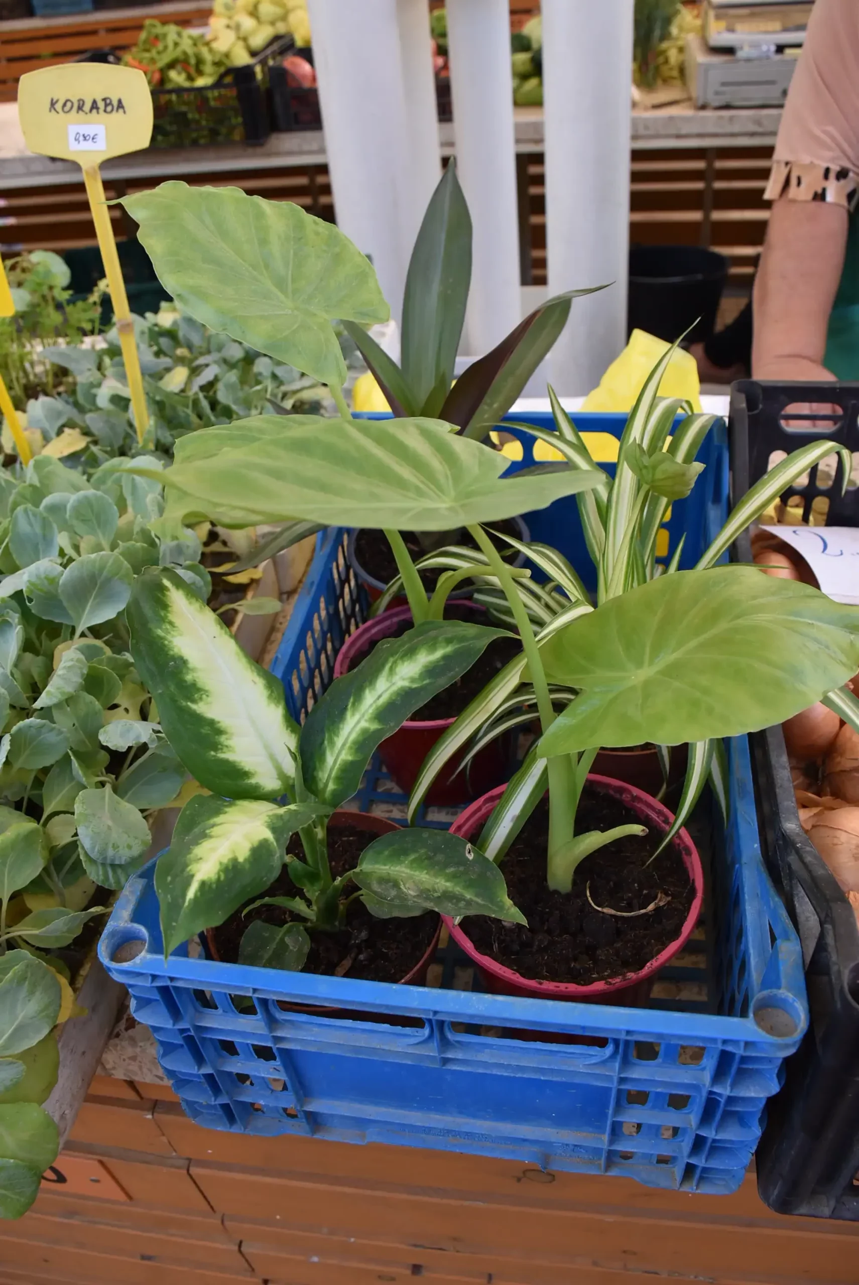 Gradska tržnica 23. kolovoz (30)