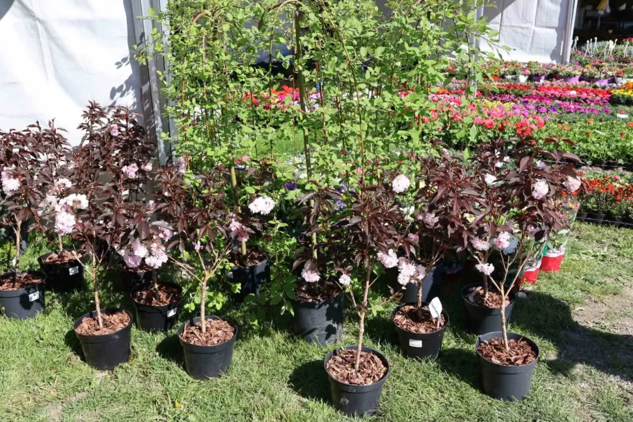 Greeneraj Prelog Sajam Cvijeća Pavčec Kregar (6)