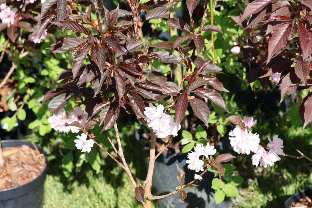 Greeneraj Prelog Sajam Cvijeća Pavčec Kregar (8)