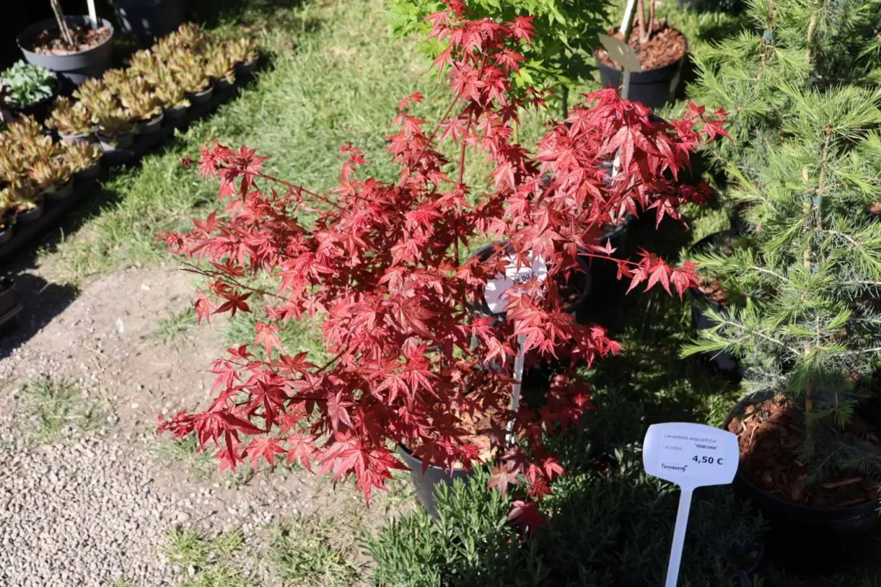 Greeneraj Prelog Sajam Cvijeća Pavčec Kregar (9)