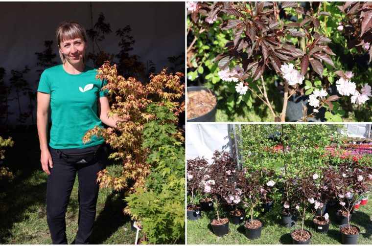 Greeneraj Prelog Sajam Cvijeća Pavčec Kregar naslovna