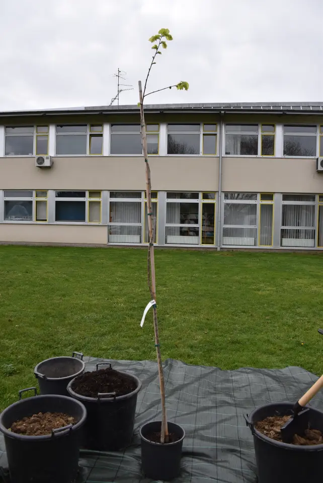 Gupčeva lipa, Čakovec, 2. osnovna (3)