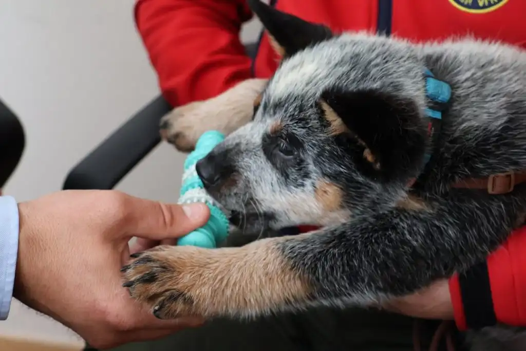 HGSS-u-iz-Cakovca-stigla-nova-snaga-uz-podrsku-Medimurske-zupanije-9-1024×683