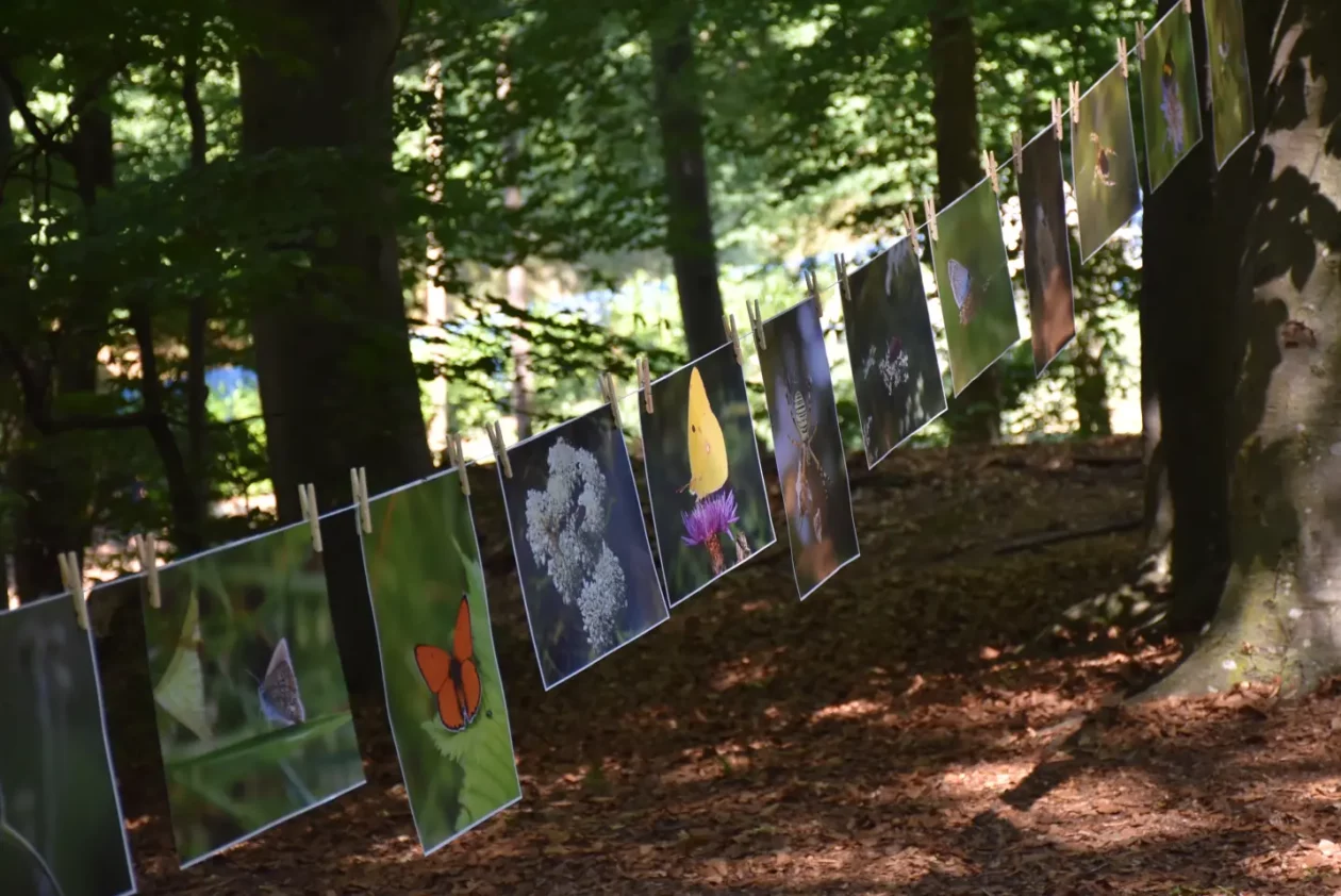 Handpan festival (35)