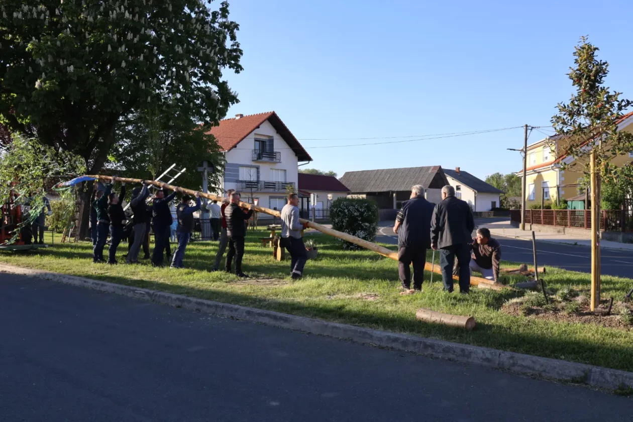 Hemuševec majga 2026 (29)