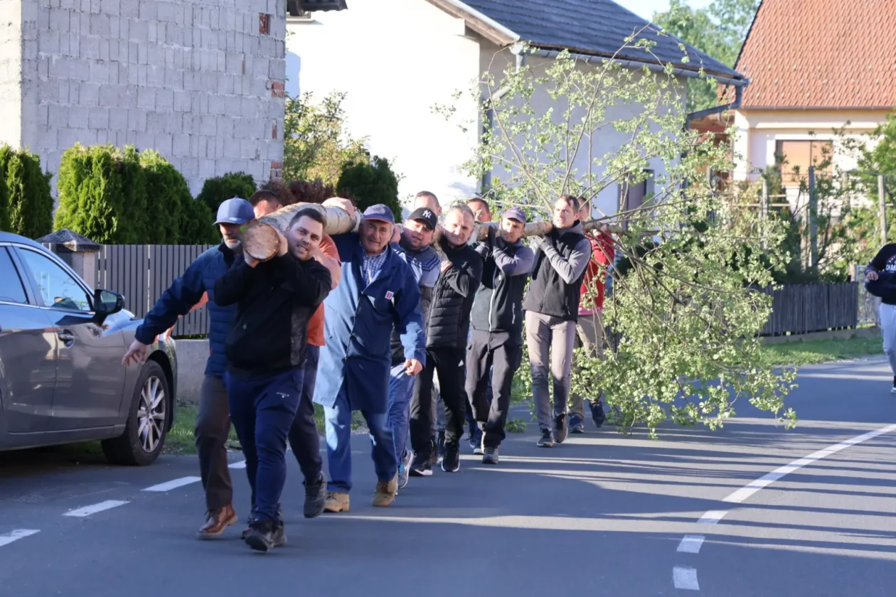 Hemuševec majga 2026 (9)