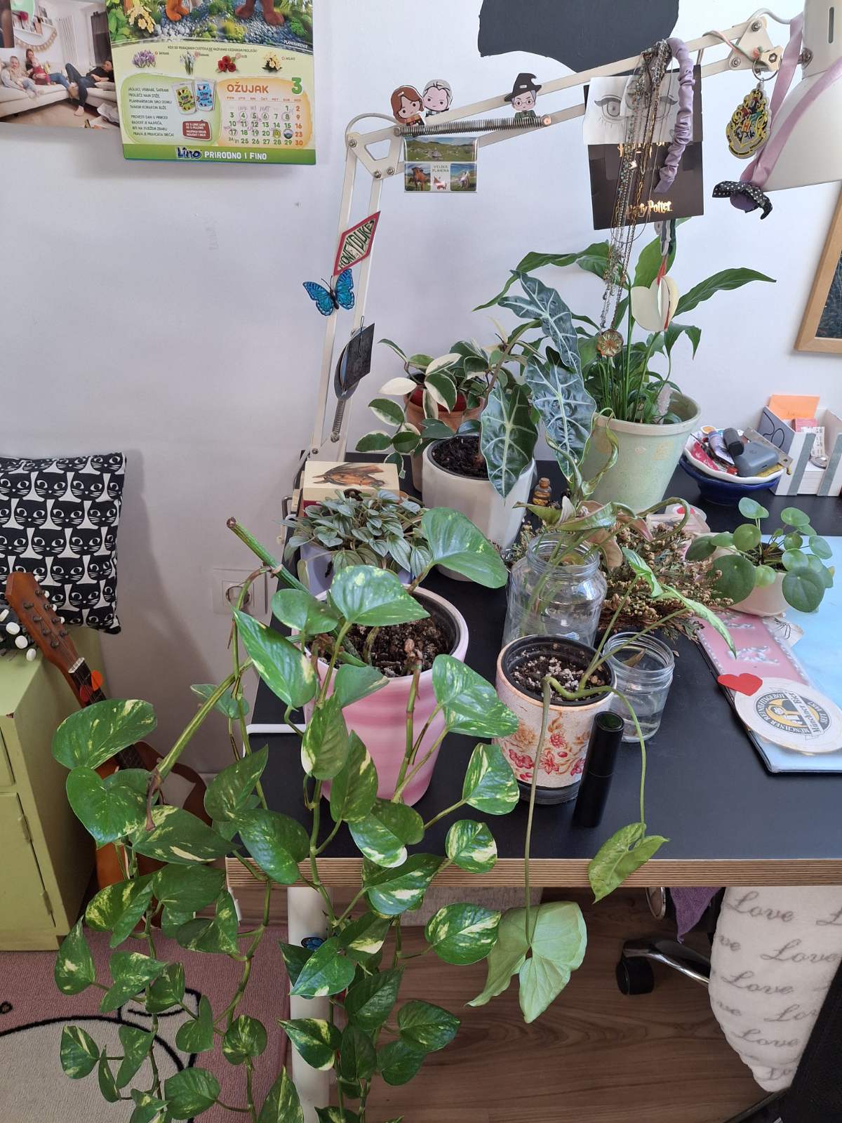 Anai Marciuš Anai Marciuš