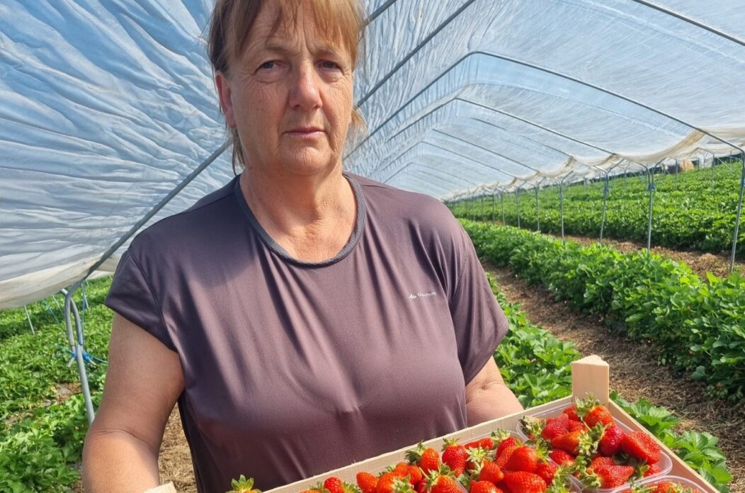 Berba Jagoda Vesna Zganec Berba Jagoda Vesna Zganec