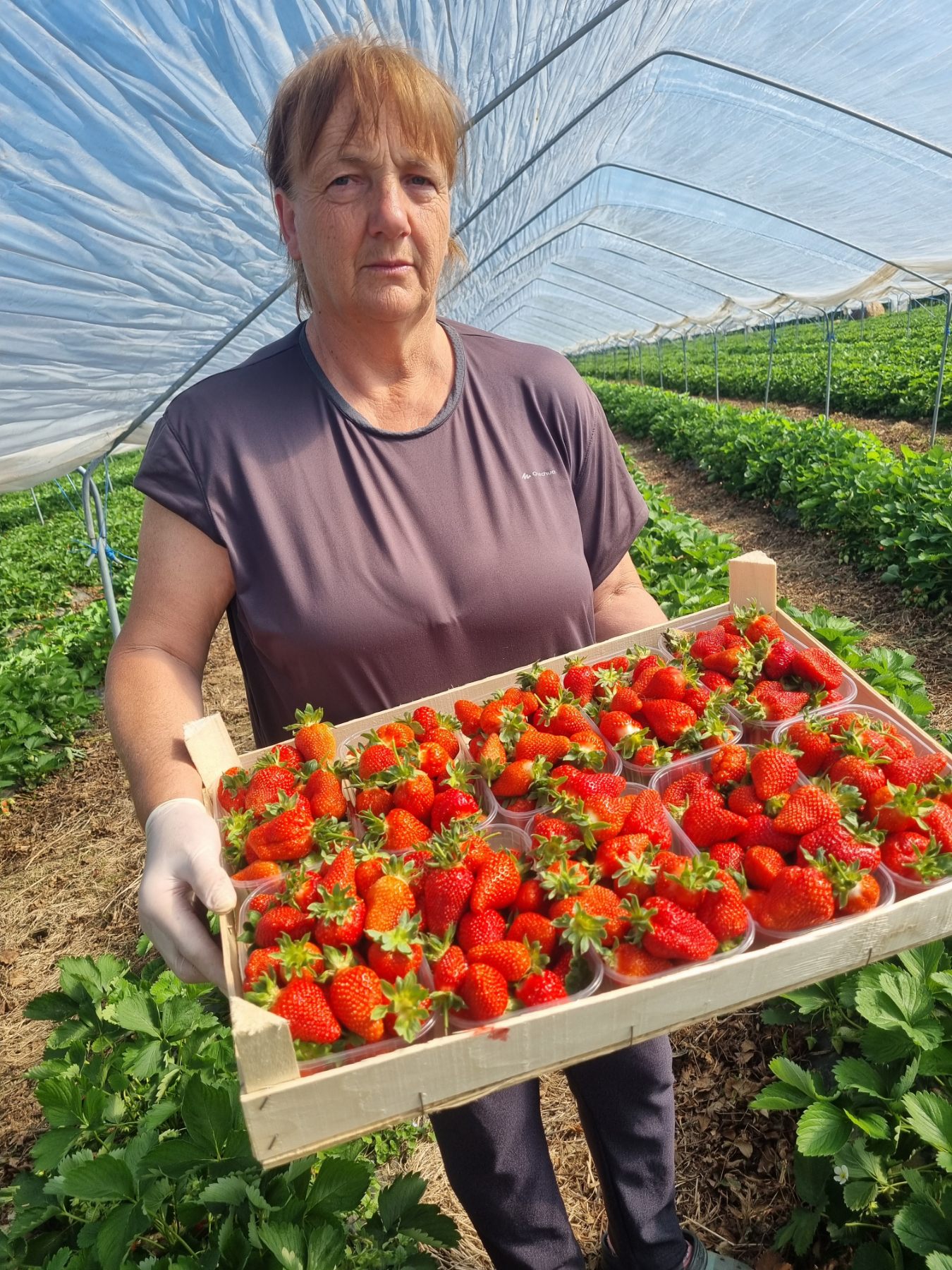 Berba Jagoda Vesna Zganec