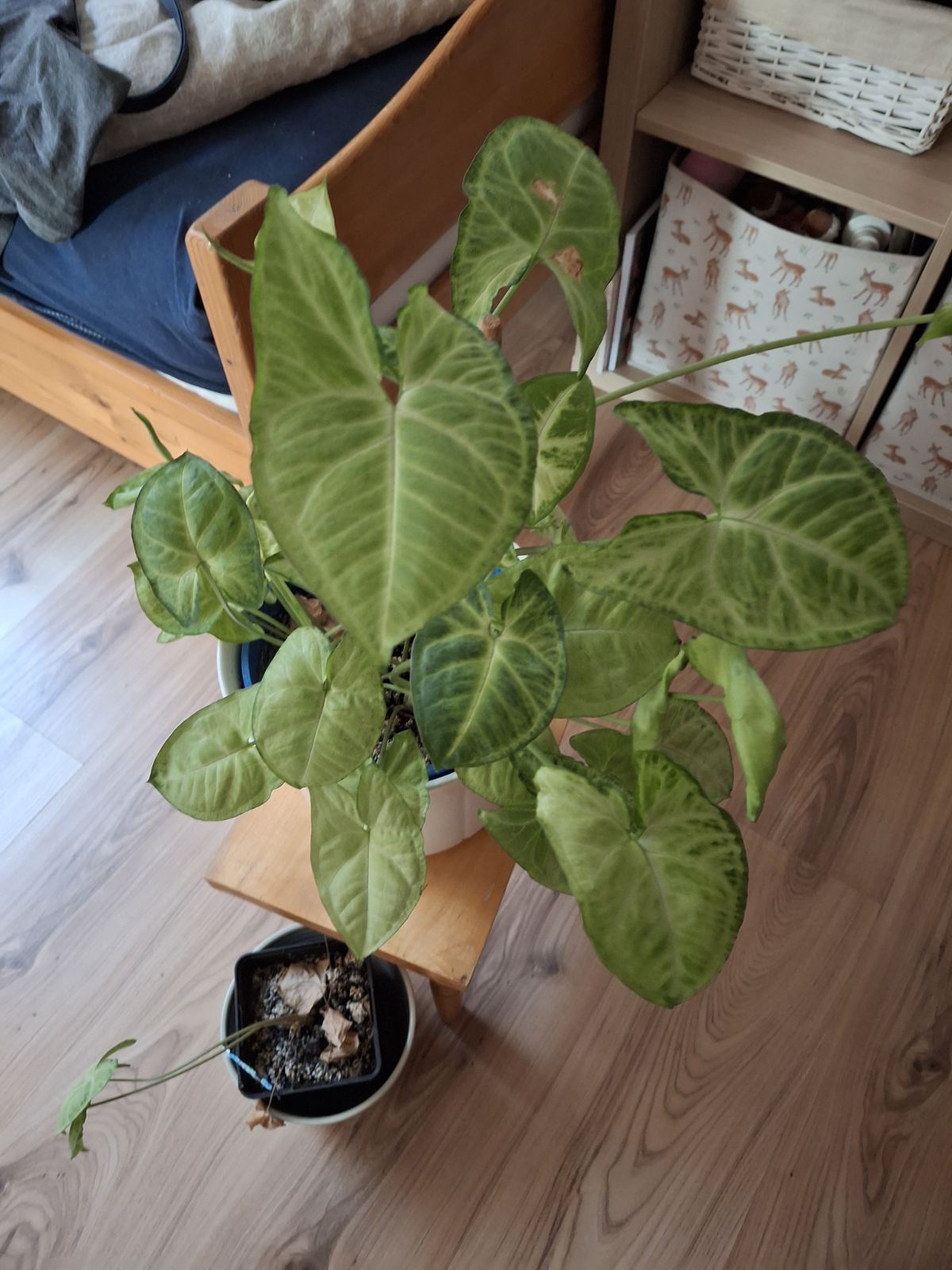 Anai Marciuš Anai Marciuš