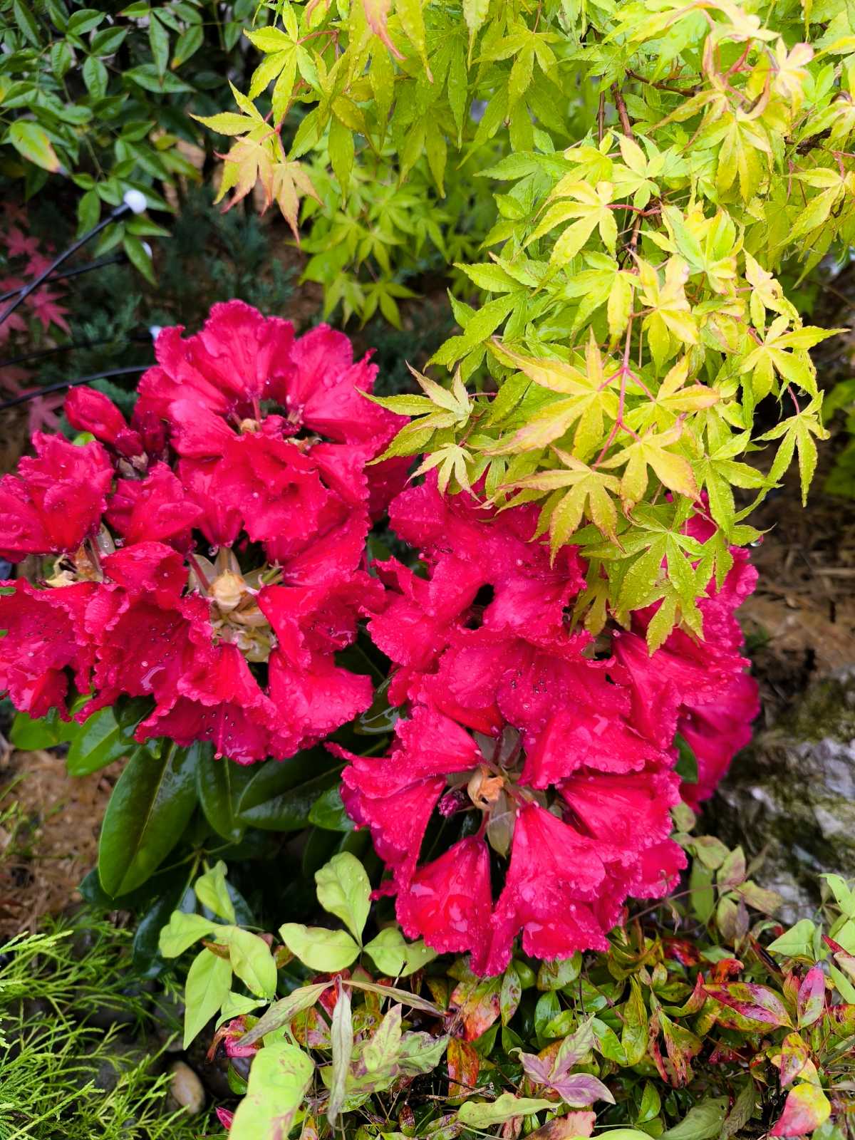 IMG-998e88df55b4ca59eb96754ac7c5d5d7-V