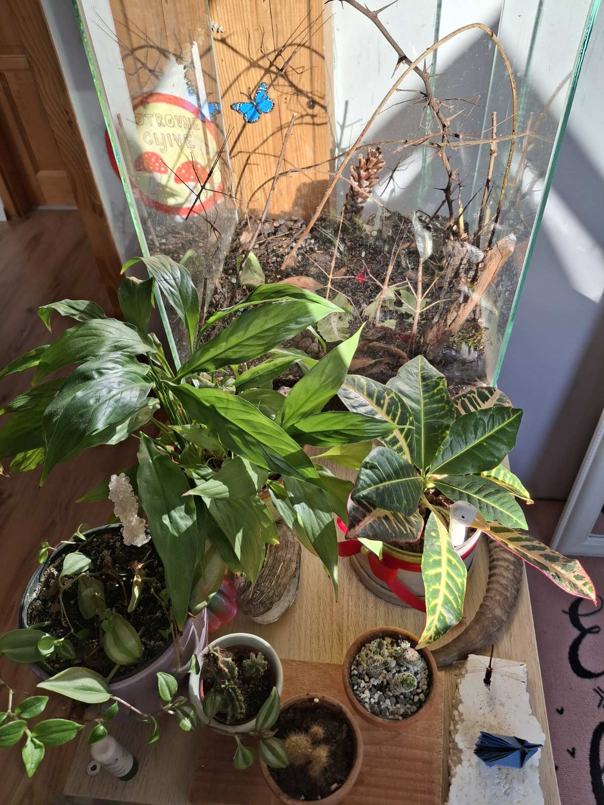 Anai Marciuš Anai Marciuš