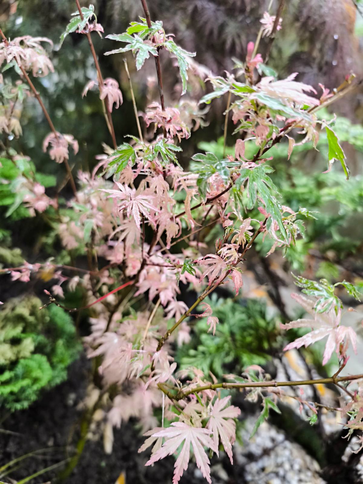 IMG-fd0cb44527929ad857fa334184bab658-V