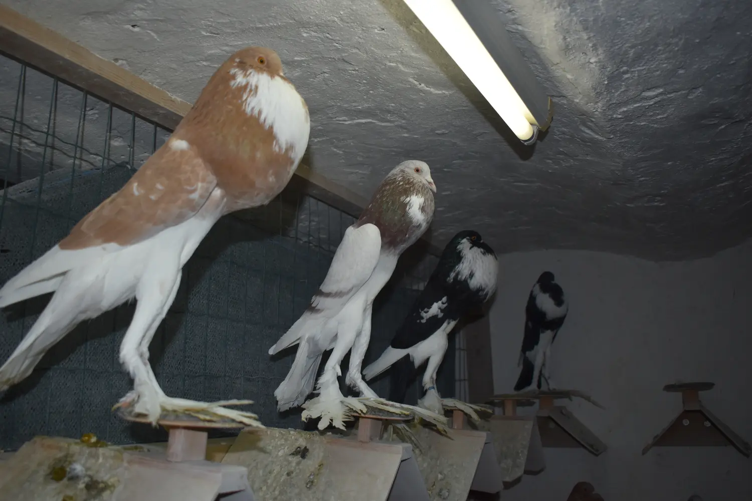 IVICA PINTARIĆ, GOLUB GUŠAN (2) IVICA PINTARIĆ, GOLUB GUŠAN (2)