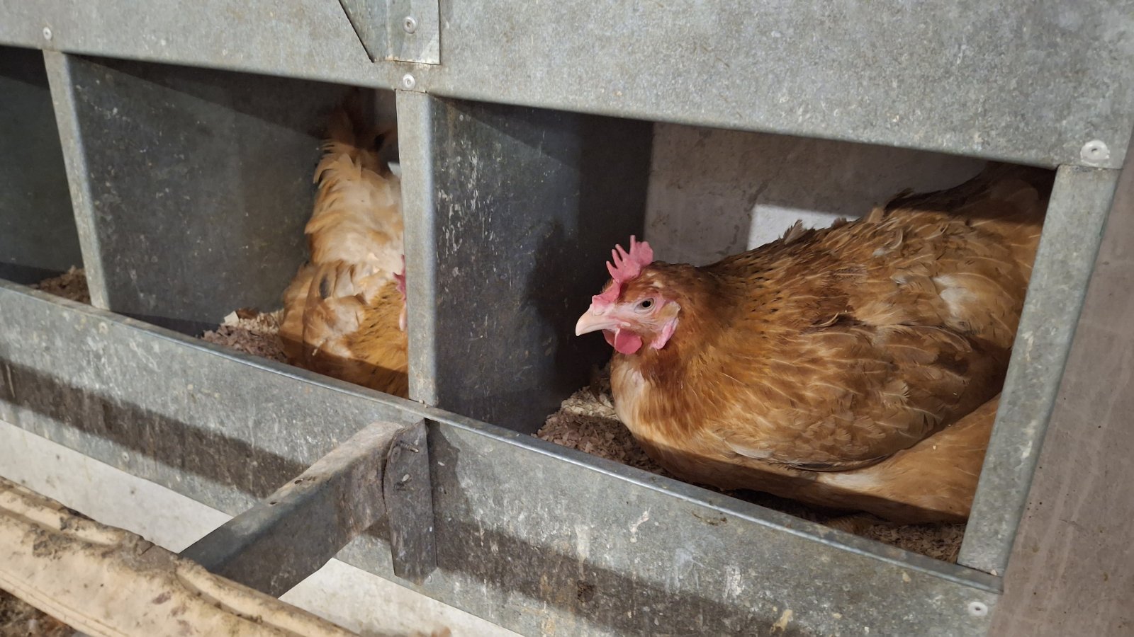 Ivan Fabić, Kotoriba valionica 1