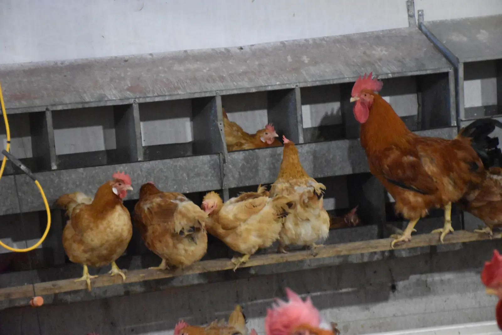 Ivan Fabić. Kotoriba, valionica (10)