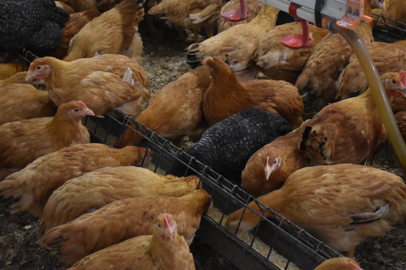 Ivan Fabić. Kotoriba, valionica (2)