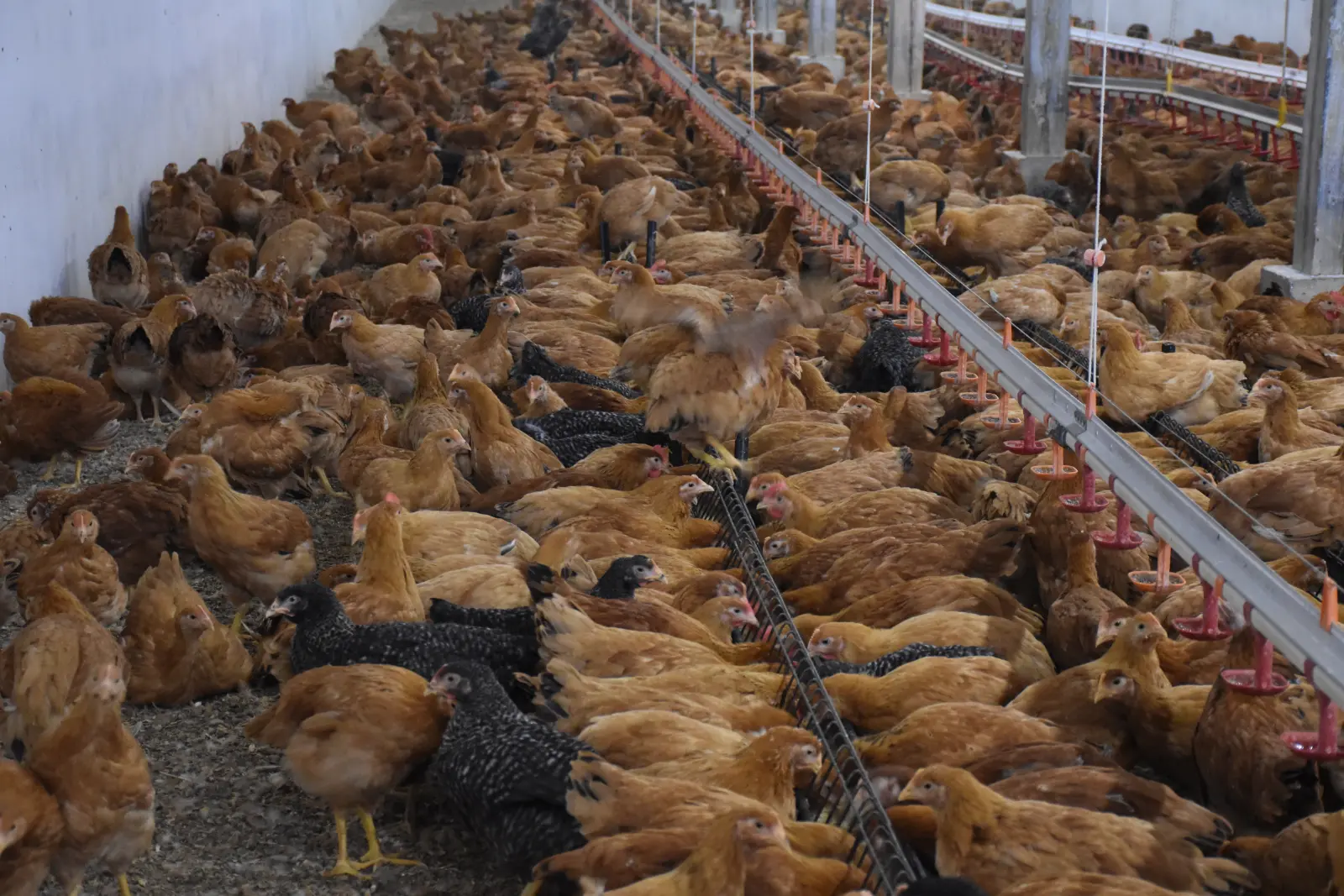 Ivan Fabić. Kotoriba, valionica (3)