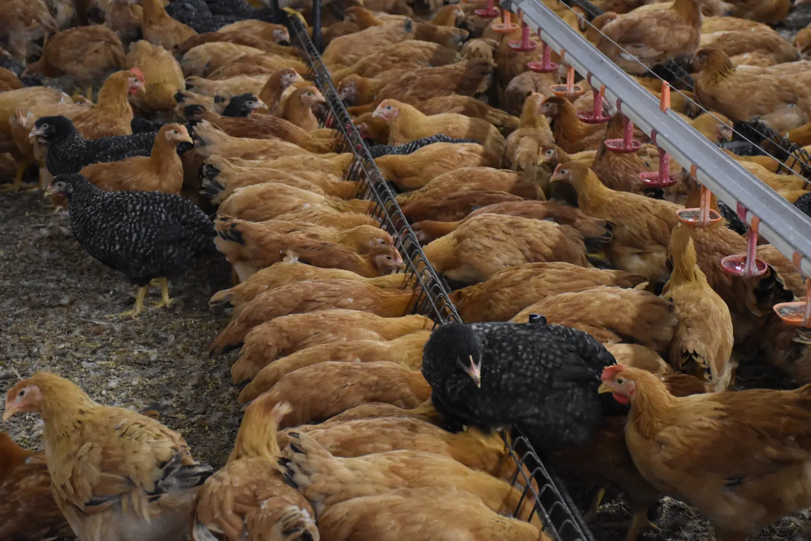 Ivan Fabić. Kotoriba, valionica (4)