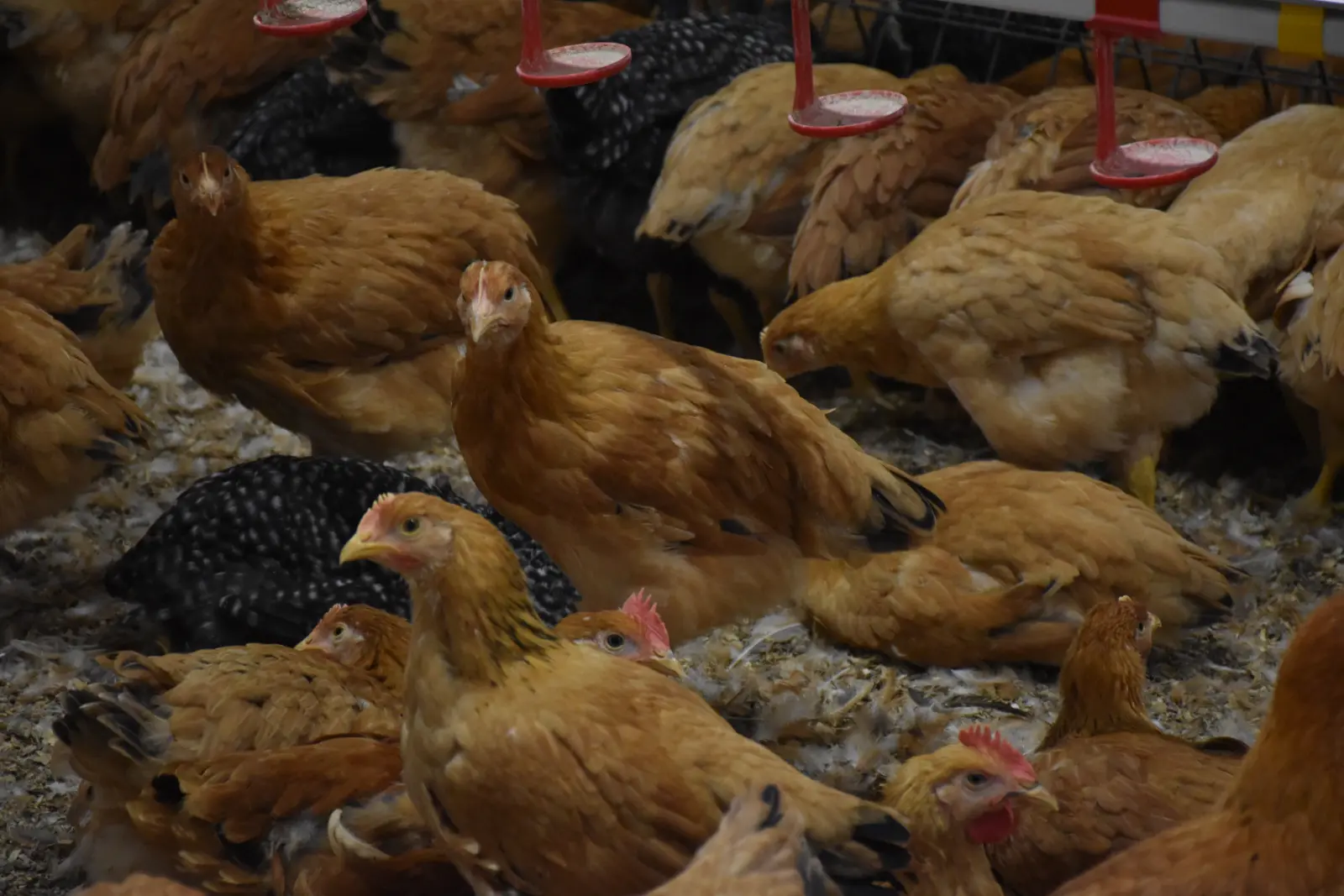 Ivan Fabić. Kotoriba, valionica (5)