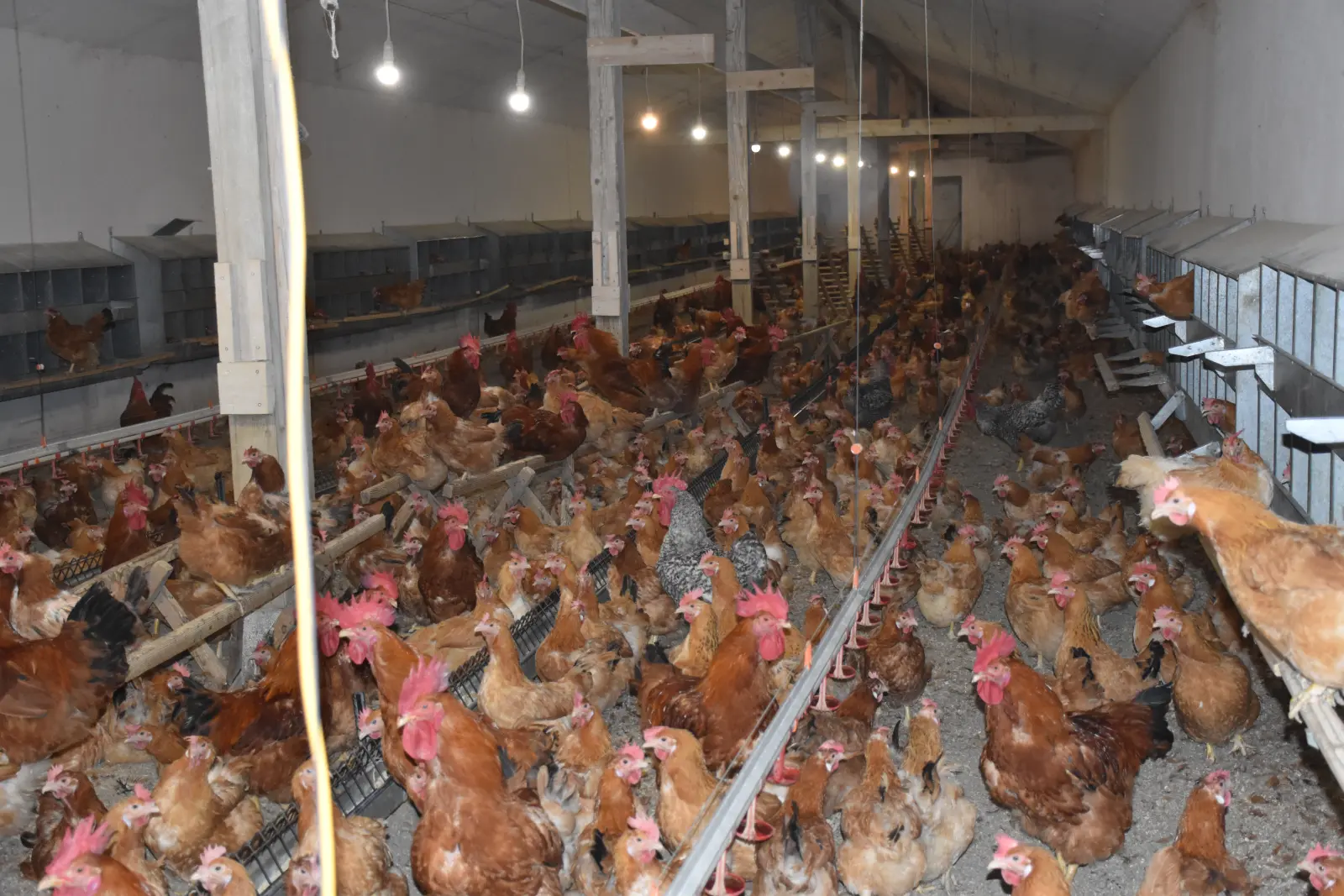 Ivan Fabić. Kotoriba, valionica (7)