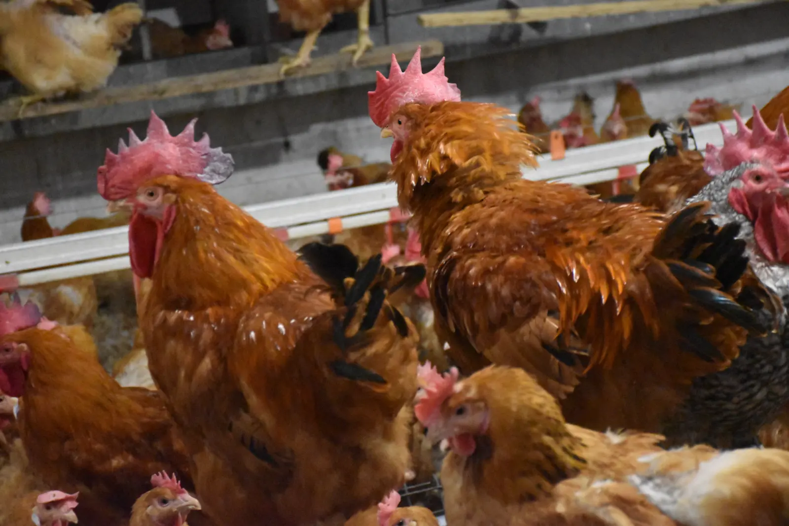 Ivan Fabić. Kotoriba, valionica (9) KOKOŠI