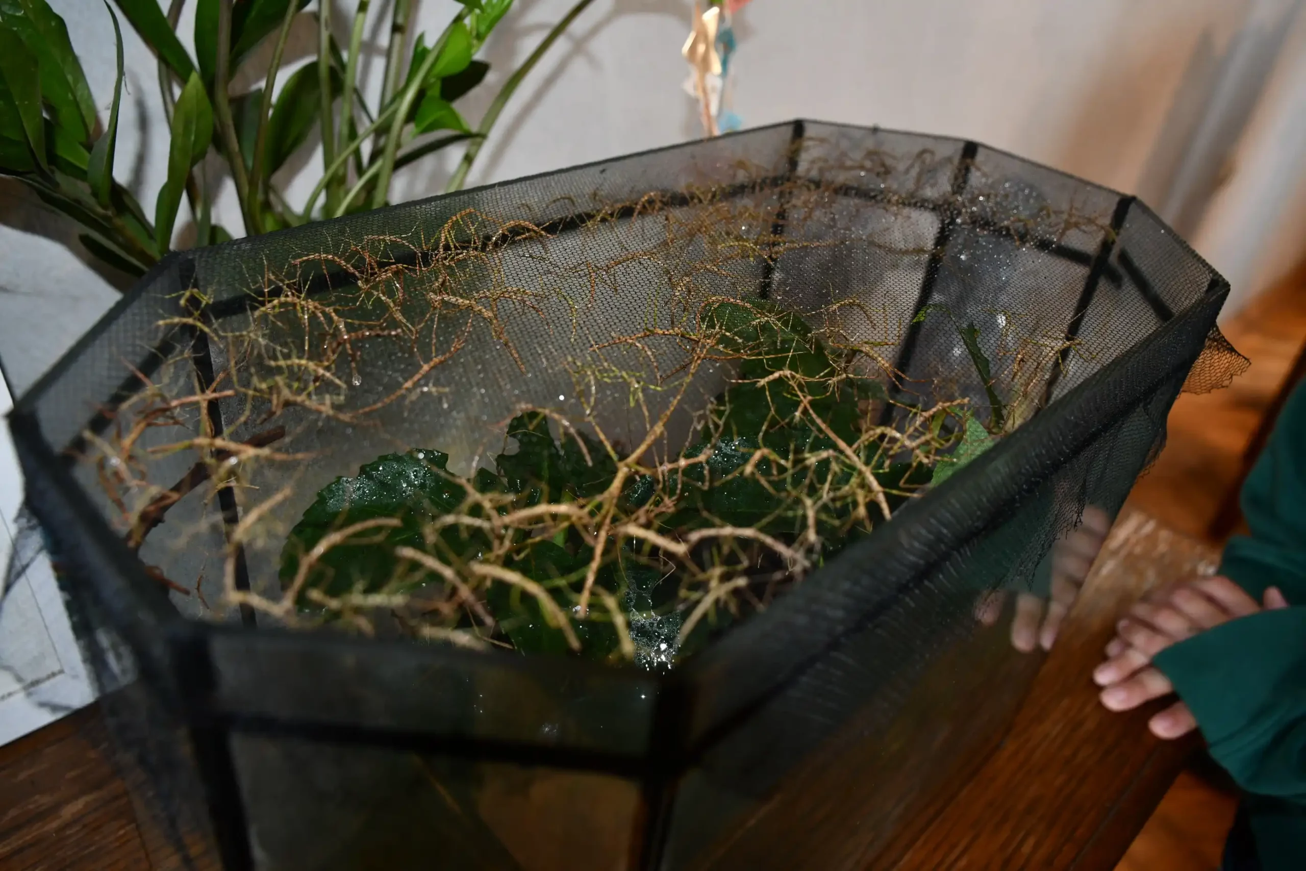 Ivanka Nađ – paličnja, paličnjaci (20)