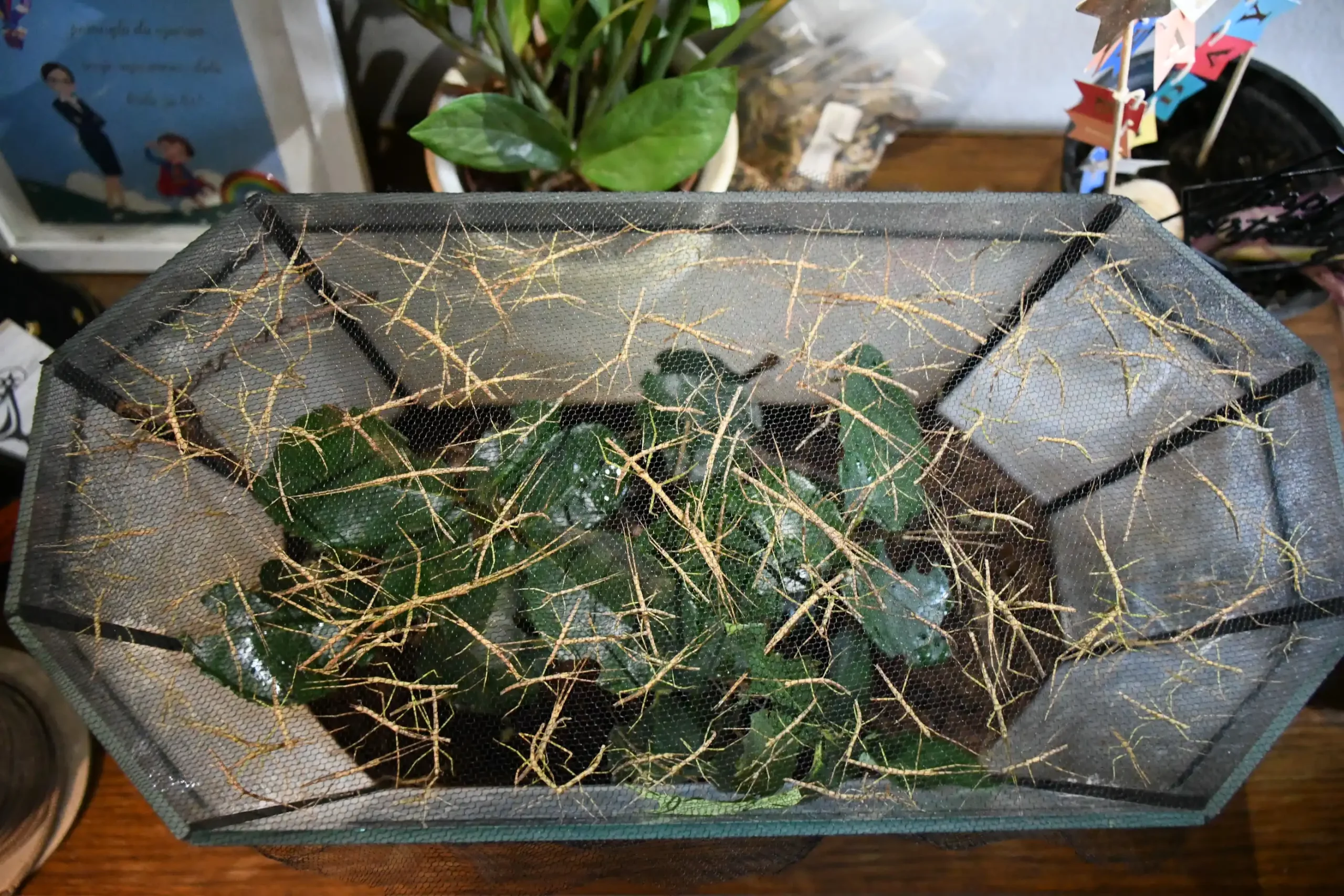 Ivanka Nađ – paličnja, paličnjaci (22)