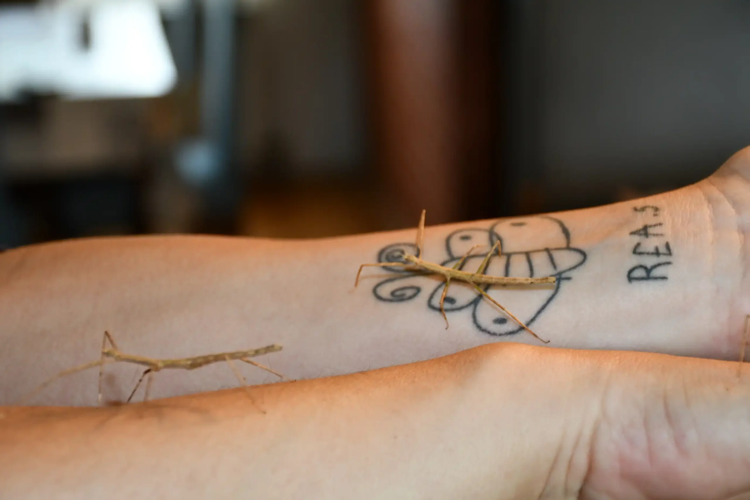 Ivanka Nađ – paličnja, paličnjaci (23)