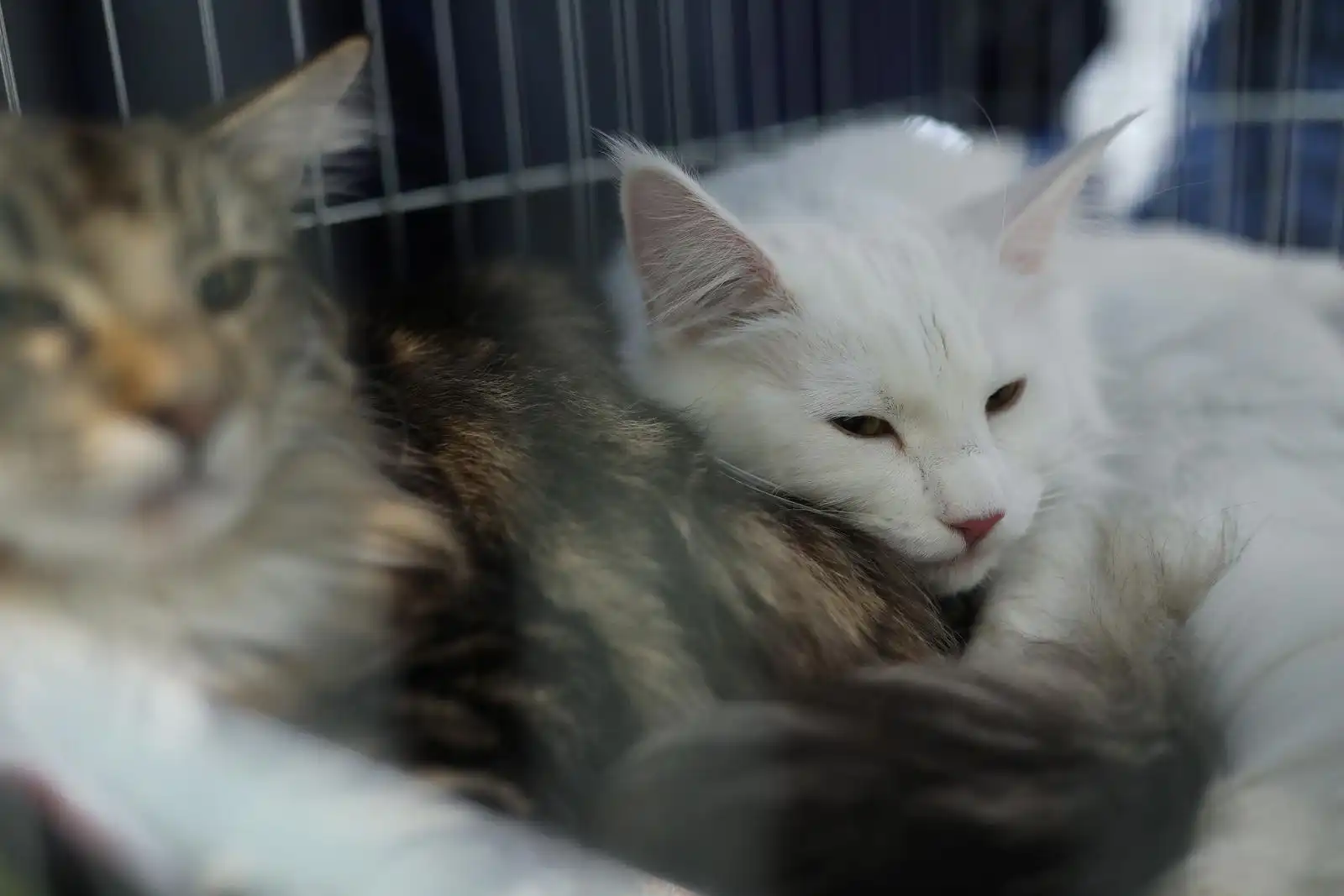 Izložba mačaka (1) Izložba mačaka (1)